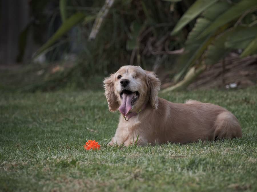 Pet-friendly garden Pet-friendly garden, artificial grass in the UK