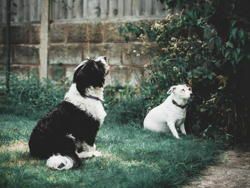 Pet-Friendly Artificial Grass for homes and businesses across the UK